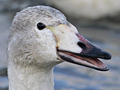 Whooper Swan